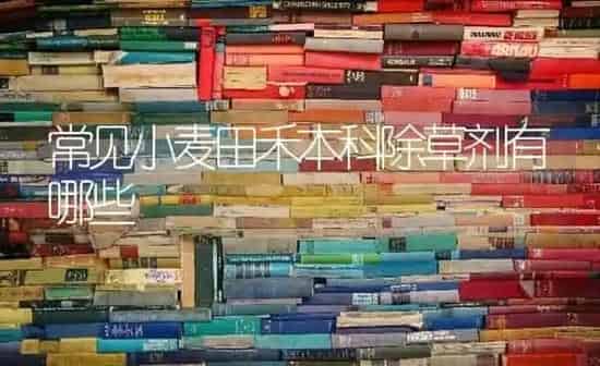常见小麦田禾本科除草剂有哪些 | 粮油作物种植