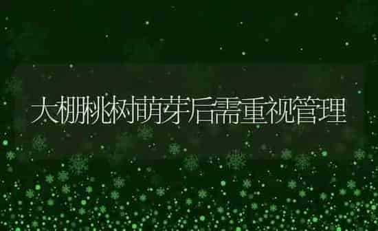 大棚桃树萌芽后需重视管理 | 瓜果种植
