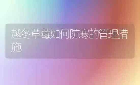 越冬草莓如何防寒的管理措施 | 瓜果种植