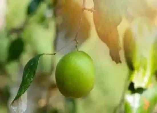 植物繁殖|枣树怎么繁殖方法和注意事项
