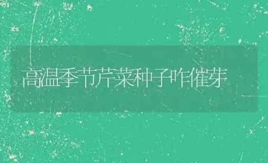 高温季节芹菜种子咋催芽 | 蔬菜种植