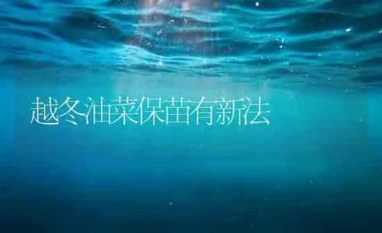 越冬油菜保苗有新法 | 粮油作物种植