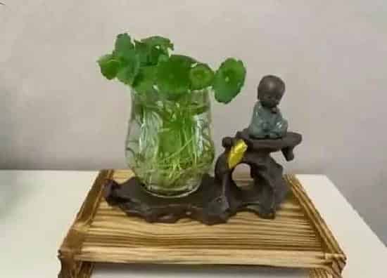 烂根|铜钱草的根烂了怎么办