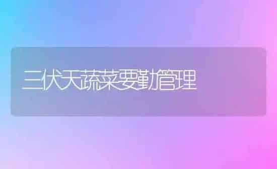 三伏天蔬菜要勤管理 | 蔬菜种植