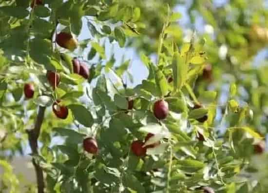植物繁殖|枣树怎么繁殖方法和注意事项