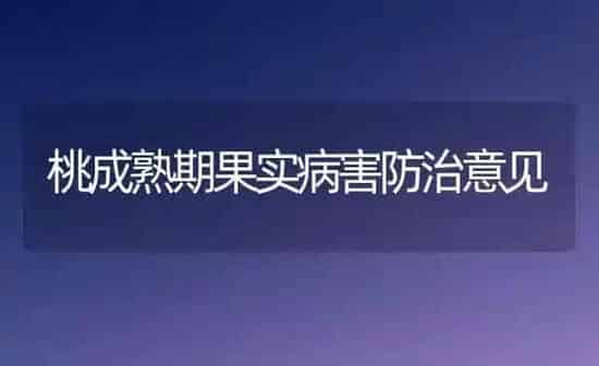 桃成熟期果实病害防治意见 | 瓜果种植