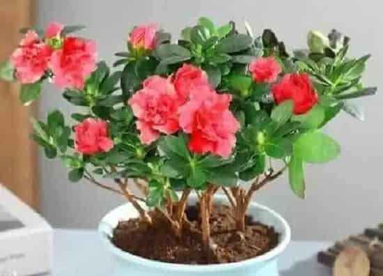 植物换土|杜鹃花怎么换土