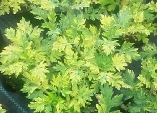 种植管理|艾草几月份种植合适