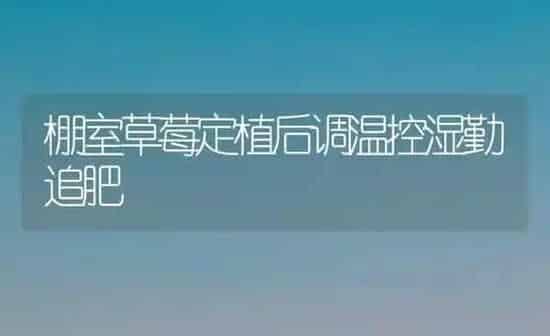 棚室草莓定植后调温控湿勤追肥 | 瓜果种植