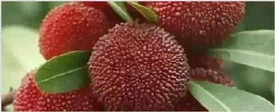 杨梅几年才能挂果 | 种植资料
