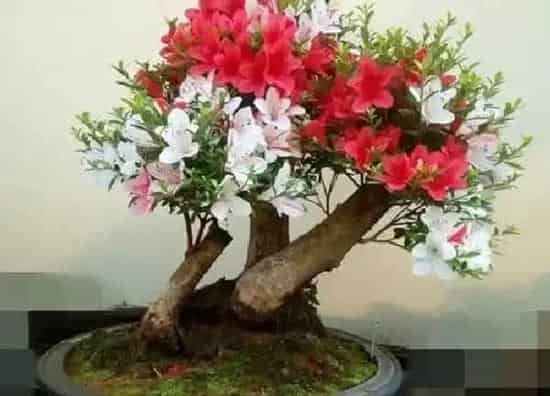 植物换土|杜鹃花怎么换土