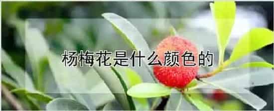 杨梅花是什么颜色的 | 农业技术