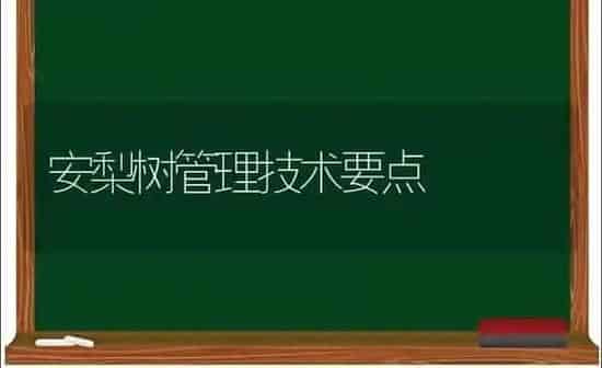 安梨树管理技术要点 | 瓜果种植