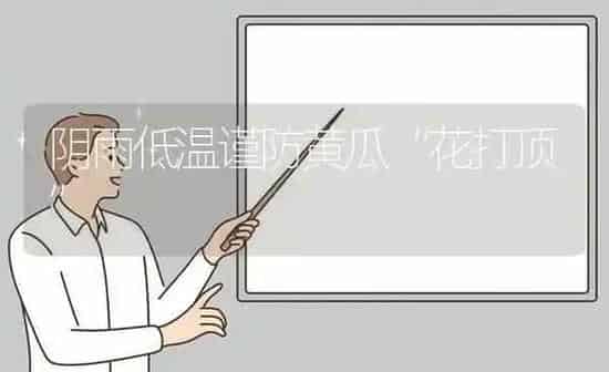 阴雨低温谨防黄瓜“花打顶” | 蔬菜种植