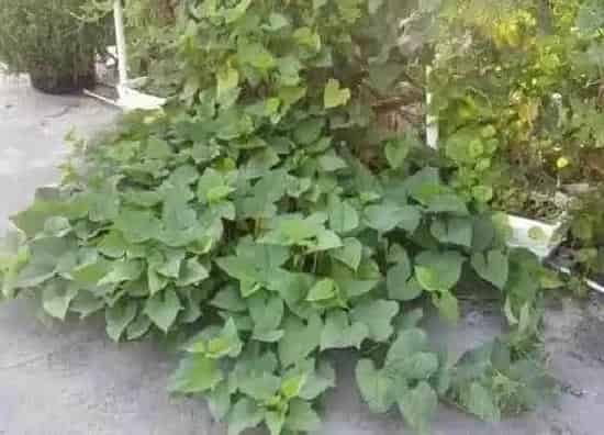 不开花|泡红薯为什么不开花