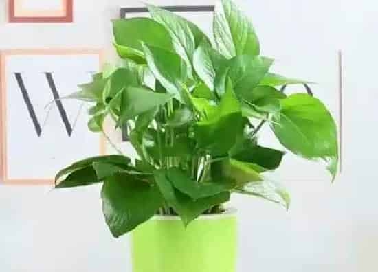 植物百科|绿萝是什么植物