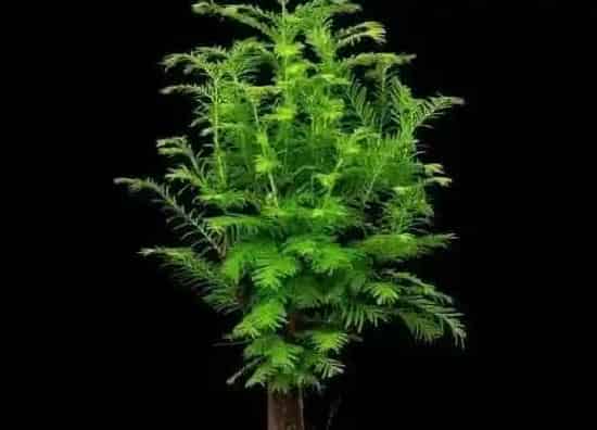 植物百科|水杉耐阴吗