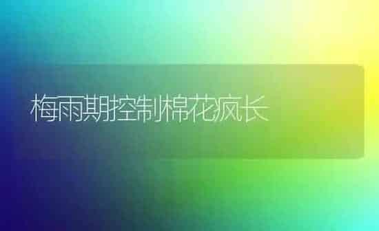 梅雨期控制棉花疯长 | 粮油作物种植