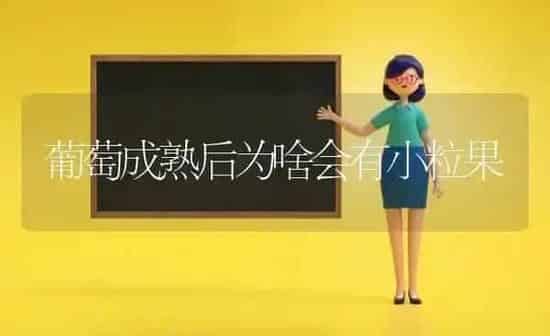 葡萄成熟后为啥会有小粒果 | 瓜果种植