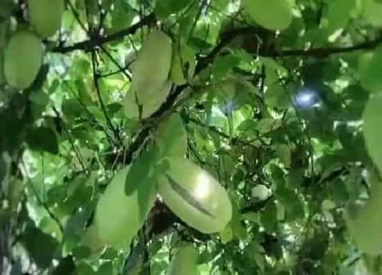 水果科普|八月瓜是什么水果