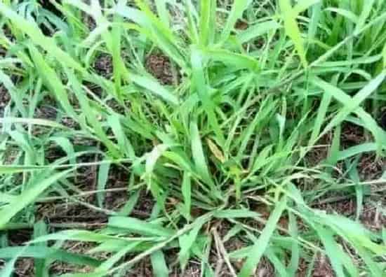 植物百科|秧苗和稗草区别图片