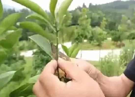 植物修剪|小果树怎么修剪方法