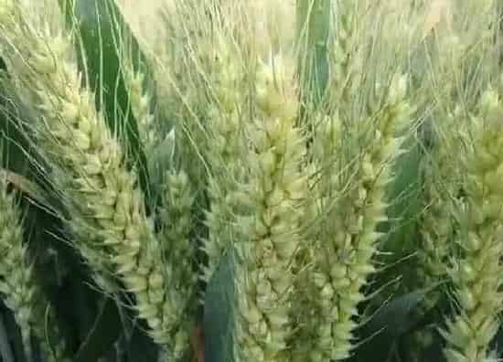 种植管理|冬小麦的最佳播种时间，怎样确定小麦的适宜播种期）