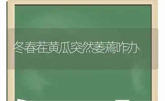 冬春茬黄瓜突然萎蔫咋办 | 蔬菜种植