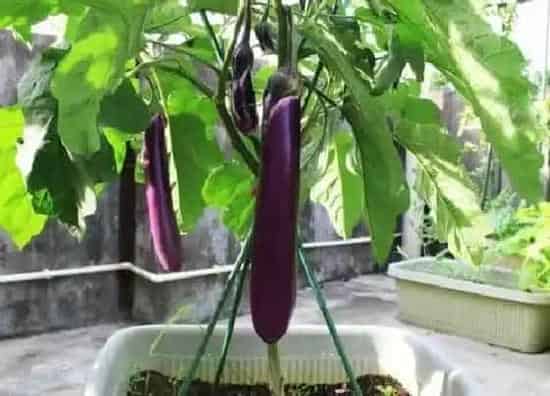 果实成熟|茄子几月份成熟