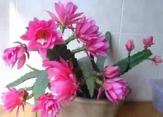 养殖方法|荷花令箭怎么养护方法