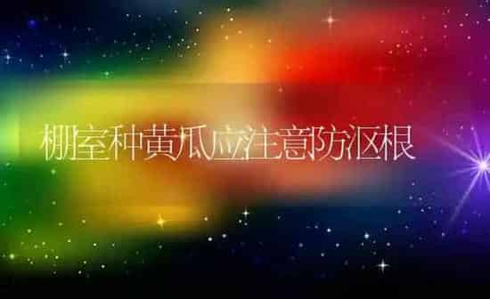 棚室种黄瓜应注意防沤根 | 蔬菜种植
