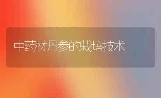中药材丹参的栽培技术 | 药材种植