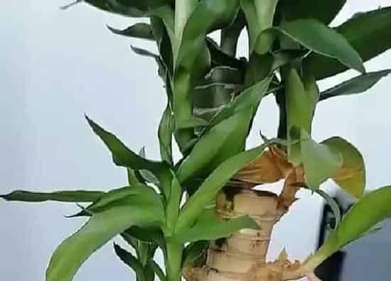 养殖方法|荷花竹怎么水培养殖方法