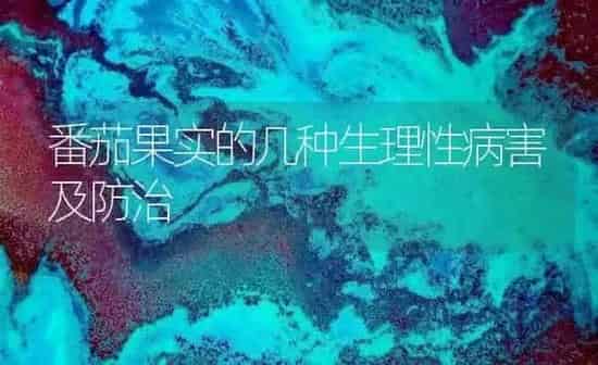 番茄果实的几种生理性病害及防治 | 瓜果种植
