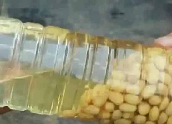 植物浇水|黄豆水可以浇多肉吗
