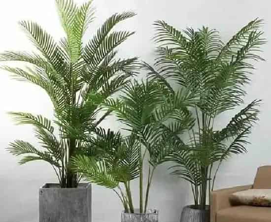 植物移栽|散尾葵用深盆还是浅盆好 适合用多深的盆养殖