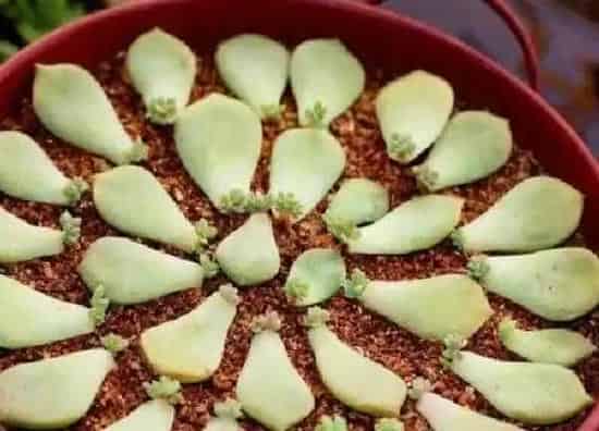 植物扦插|劳尔叶插多久发芽