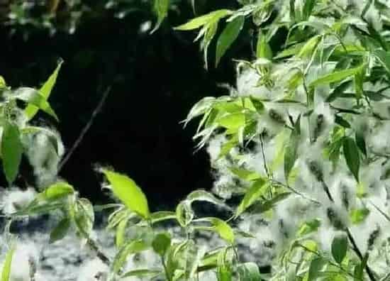 植物百科|杨树开花吗 开的花长什么样子