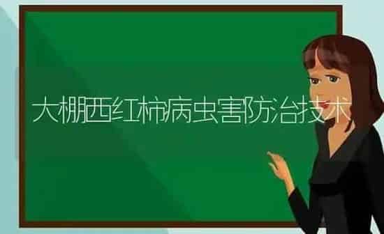 大棚西红柿病虫害防治技术 | 种植病虫害防治