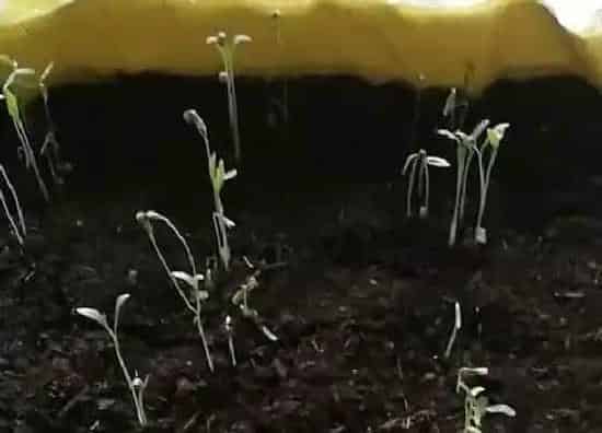 植物育苗|香菜种子怎么发芽发的快 种子快速发芽及处理方法