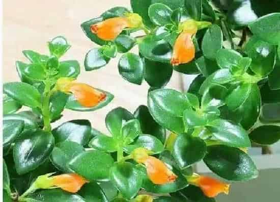植物浇水|金鱼花多长时间浇一次水