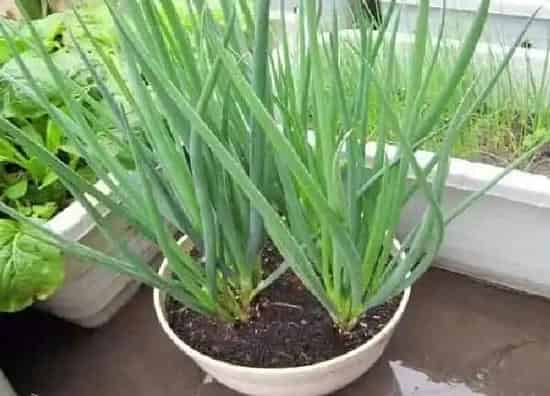 植物换土|种葱用什么土最好