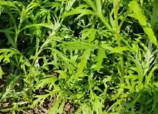 种植管理|芦蒿什么季节种植合适