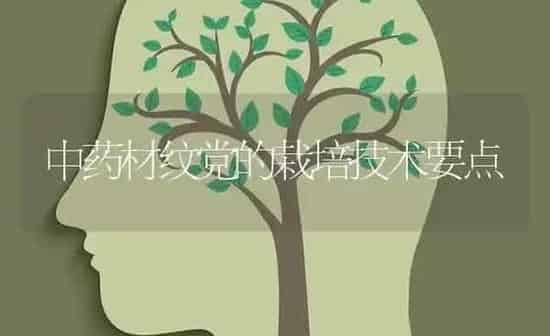 中药材纹党的栽培技术要点 | 药材种植