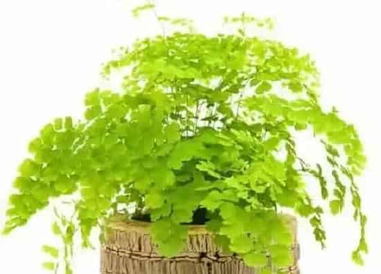种植土壤|铁线蕨配土方法与种植土壤