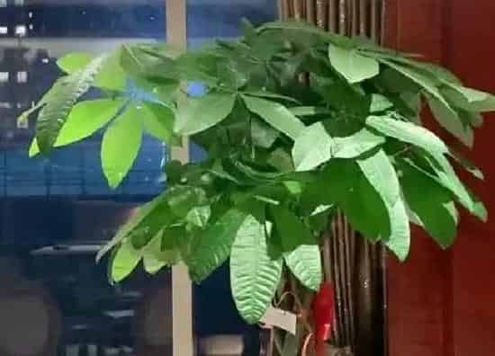 植物浇水|绿宝多长时间浇一次水