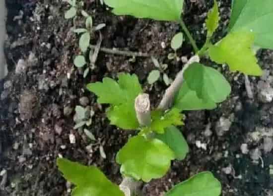 植物发芽|木槿树什么时候发芽长叶