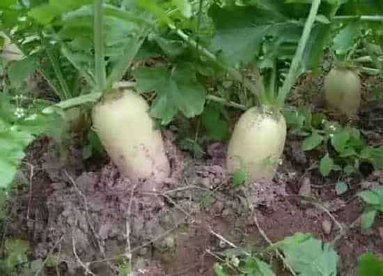 植物播种|冬萝卜什么时候播种合适