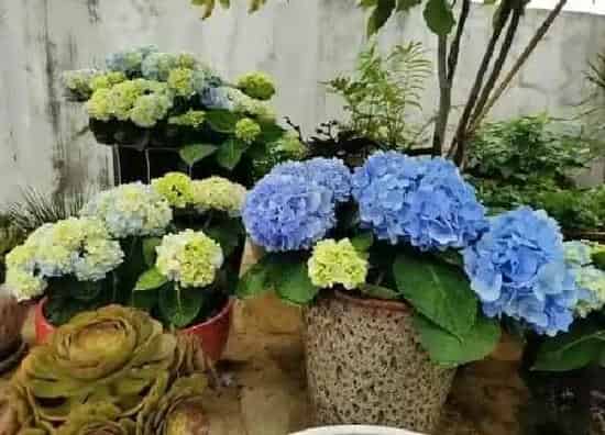 植物浇水|绣球移盆后要浇水吗
