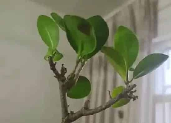 植物修剪|人参榕什么时候剪枝合适